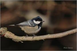 <p>SÝKORA UHELNÍČEK (Periparus ater) ---- /Coal tit - Tannenmeise/</p>